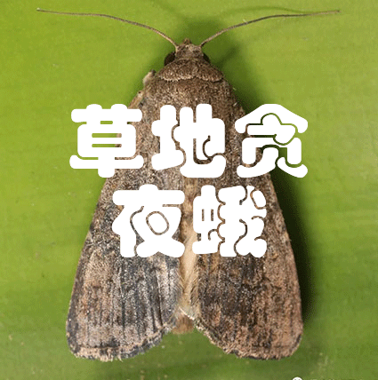 草地贪夜蛾解决方案