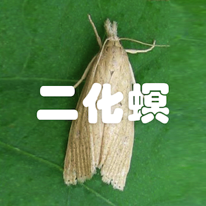 二化螟解决方案