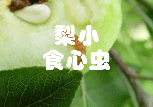 梨小食心虫解决方案