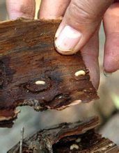 松材线虫解决方案
